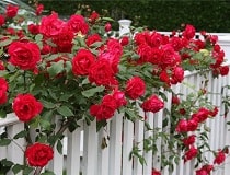 Плетистые розы посадка и уход | Полезные советы на все случаи жизни