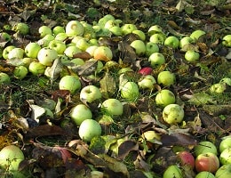 Почему осыпаются яблоки с яблони, не созрев? Причины. Что делать?