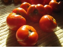 Почему трескаются помидоры в теплице и на кустах?
