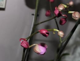 Почему у орхидеи опадают бутоны и ещё нераспустившиеся цветы?