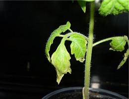 Почему засыхают кончики листьев у рассады томатов? Что делать в этом случае? | Полезные советы на все случаи жизни