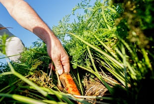 Почему зеленеет морковь на грядке и что делать?