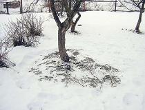 Подготовка плодовых деревьев к зиме. Что нужно сделать? | Полезные советы на все случаи жизни