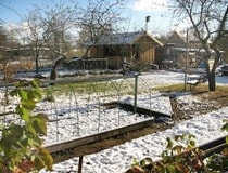 Посев томатов под зиму в открытый грунт. Как посеять? | Полезные советы на все случаи жизни