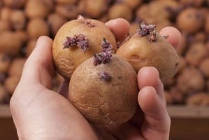 Проращивание картофеля перед посадкой… в лотках из-под яиц