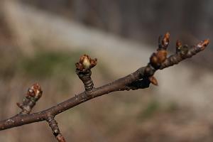 Простой экспресс-тест на здоровье плодовых деревьев после зимы