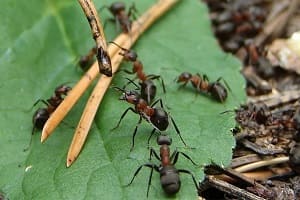 Простой способ избавиться от муравейника на участке