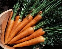Ранняя морковь. Как вырастить?
