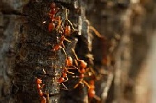Садовые муравьи. Как избавиться народными средствами?