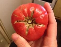 Трещины на помидорах. Как избежать их появления?