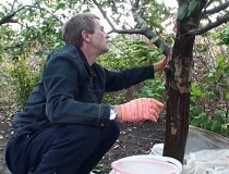 Уход за плодовыми деревьями осенью. Обрезка, подкормка, защита коры на зиму | Полезные советы на все случаи жизни