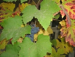 Уход за виноградом осенью. Подготовка к зиме, обрезка, видео
