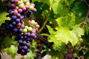 Уход за виноградом в июле. 4 процедуры, которые нужно провести