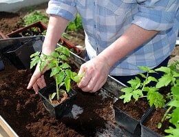 Выращиваем здоровую рассаду с «ШунгиТеррой» | Полезные советы на все случаи жизни