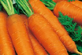 Выращивание моркови. Посадка и уход