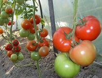 Выращивание помидоров в теплице. Основные моменты | Полезные советы на все случаи жизни