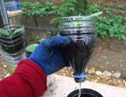 Выращивание рассады в бутылках из пластика в домашних условиях