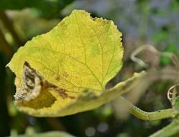 Желтеют листья у огурцов. Что делать? Народные средства